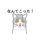 ねこつぼ 1（個別スタンプ：39）