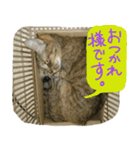 トラ猫トラオくん（個別スタンプ：15）