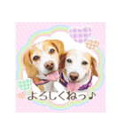 ビーグル犬ロコレイの日常使えるスタンプ（個別スタンプ：5）