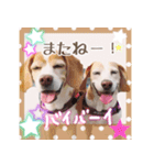 ビーグル犬ロコレイの日常使えるスタンプ（個別スタンプ：38）