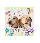 ビーグル犬ロコレイの日常使えるスタンプ（個別スタンプ：40）