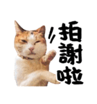 Money is a CAT Part.2（個別スタンプ：1）