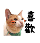 Money is a CAT Part.2（個別スタンプ：2）