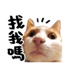 Money is a CAT Part.2（個別スタンプ：4）