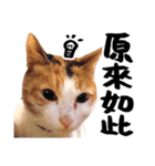 Money is a CAT Part.2（個別スタンプ：5）