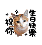 Money is a CAT Part.2（個別スタンプ：6）