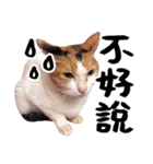 Money is a CAT Part.2（個別スタンプ：8）