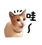 Money is a CAT Part.2（個別スタンプ：9）