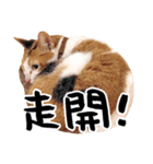 Money is a CAT Part.2（個別スタンプ：11）