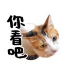 Money is a CAT Part.2（個別スタンプ：12）