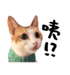 Money is a CAT Part.2（個別スタンプ：13）