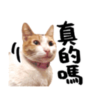 Money is a CAT Part.2（個別スタンプ：15）