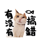 Money is a CAT Part.2（個別スタンプ：16）