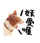 Money is a CAT Part.2（個別スタンプ：17）