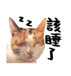 Money is a CAT Part.2（個別スタンプ：18）