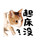 Money is a CAT Part.2（個別スタンプ：19）