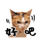 Money is a CAT Part.2（個別スタンプ：20）