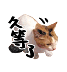 Money is a CAT Part.2（個別スタンプ：22）