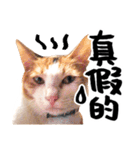 Money is a CAT Part.2（個別スタンプ：23）