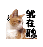 Money is a CAT Part.2（個別スタンプ：24）