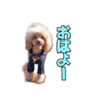 トイプードルのモンブラン（個別スタンプ：2）