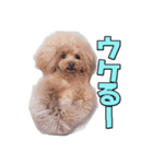トイプードルのモンブラン（個別スタンプ：6）