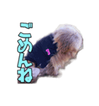 トイプードルのモンブラン（個別スタンプ：8）