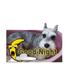 My Schnauzer III（個別スタンプ：1）