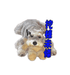 My Schnauzer III（個別スタンプ：2）