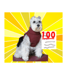 My Schnauzer III（個別スタンプ：3）