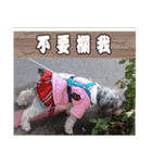 My Schnauzer III（個別スタンプ：5）