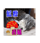My Schnauzer III（個別スタンプ：6）