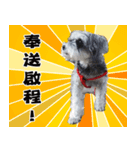 My Schnauzer III（個別スタンプ：7）