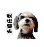 My Schnauzer III（個別スタンプ：8）