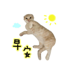 Ding-Ding cat（個別スタンプ：1）