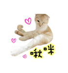 Ding-Ding cat（個別スタンプ：2）