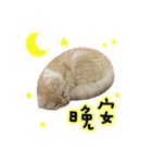Ding-Ding cat（個別スタンプ：3）