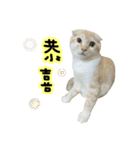 Ding-Ding cat（個別スタンプ：4）