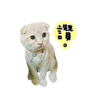 Ding-Ding cat（個別スタンプ：6）