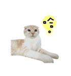 Ding-Ding cat（個別スタンプ：7）