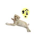 Ding-Ding cat（個別スタンプ：8）