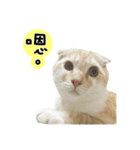 Ding-Ding cat（個別スタンプ：9）