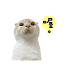 Ding-Ding cat（個別スタンプ：10）