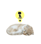 Ding-Ding cat（個別スタンプ：11）