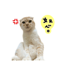 Ding-Ding cat（個別スタンプ：12）