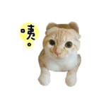 Ding-Ding cat（個別スタンプ：13）