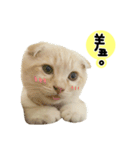 Ding-Ding cat（個別スタンプ：14）