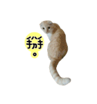 Ding-Ding cat（個別スタンプ：15）