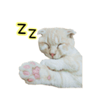 Ding-Ding cat（個別スタンプ：16）