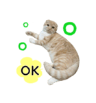 Ding-Ding cat（個別スタンプ：17）
